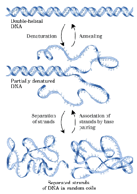 \begin{figure}
\begin{center}
\includegraphics[width=0.8\textwidth]{desnatADN}
\end{center}
\end{figure}