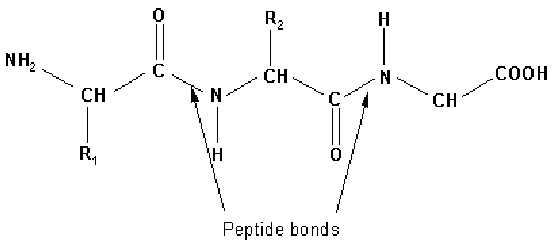 \begin{figure}
\begin{center}
\includegraphics[width=0.8\textwidth]{peptide_bond}
\end{center}
\end{figure}