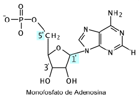 \begin{figure}
\begin{center}
\includegraphics[width=0.8\textwidth]{nucleotido}
\end{center}
\end{figure}