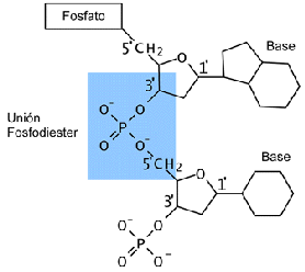 \begin{figure}
\begin{center}
\includegraphics[width=0.8\textwidth]{fosfodiester}
\end{center}
\end{figure}